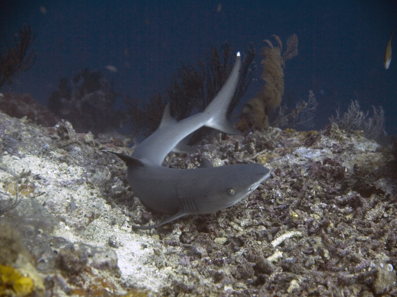 Barracuda Point, Whitetip Reef Shark